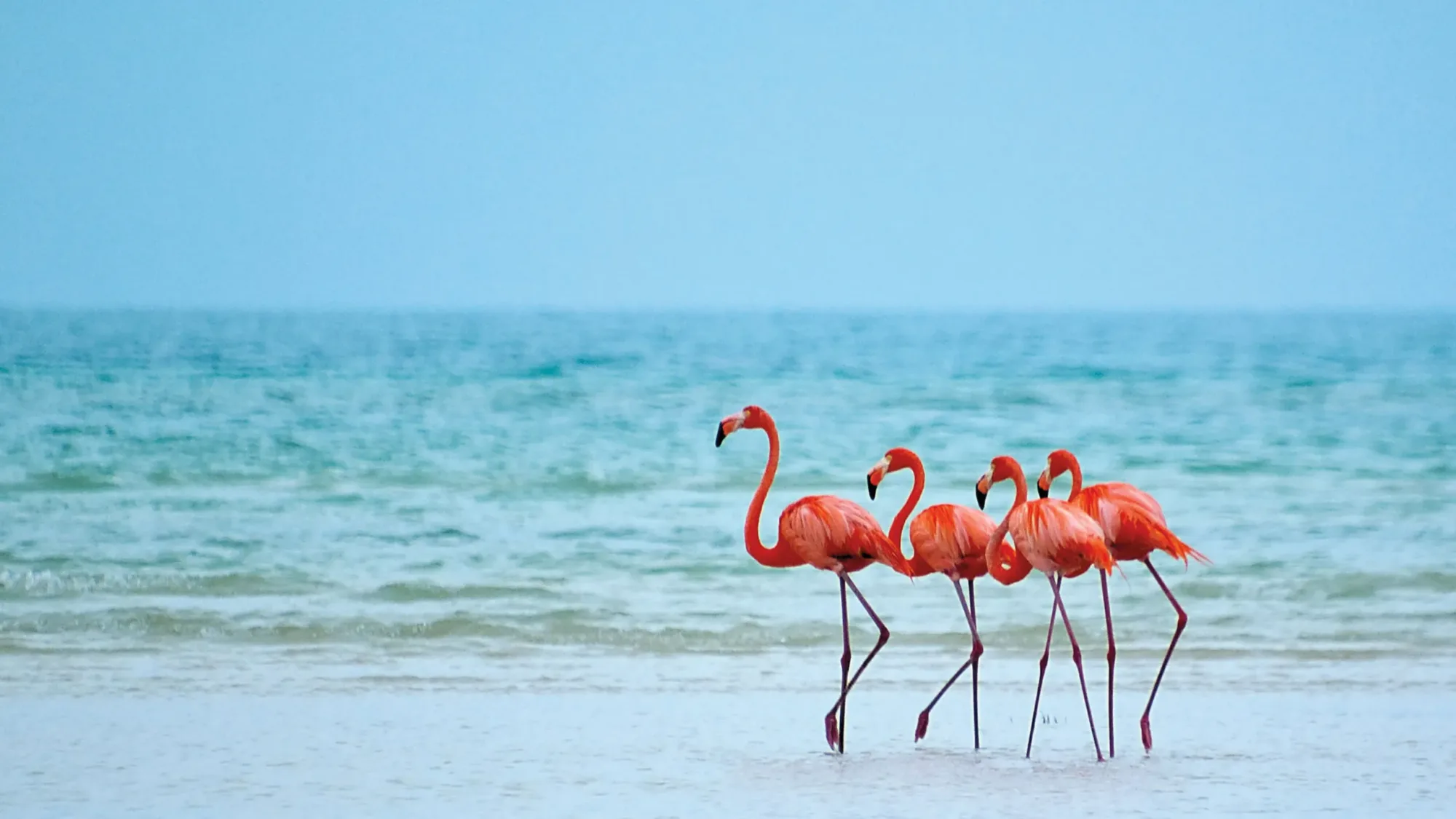 Isla Mujeres vs. Tulum vs. Holbox: qué destino encaja contigo