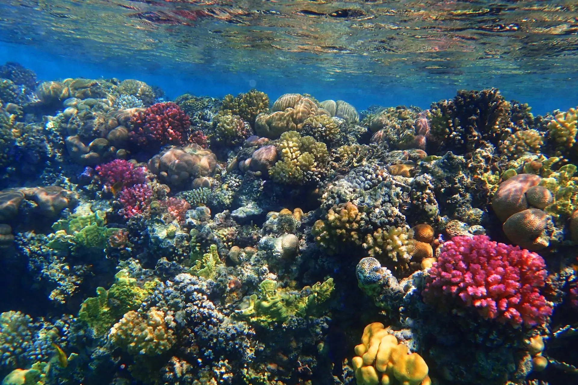 Buceo en Isla Mujeres: Explora los Mejores Arrecifes