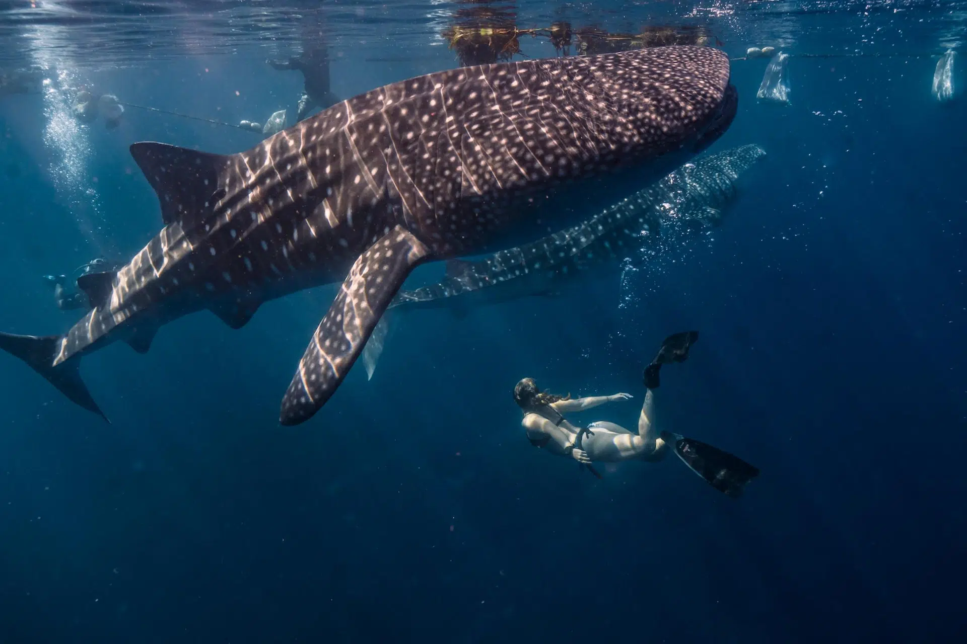 Swimming with Whale Sharks in Isla Mujeres