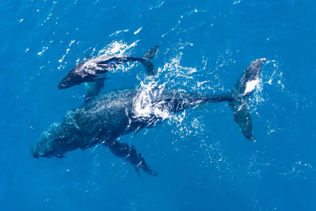 tiburones ballena