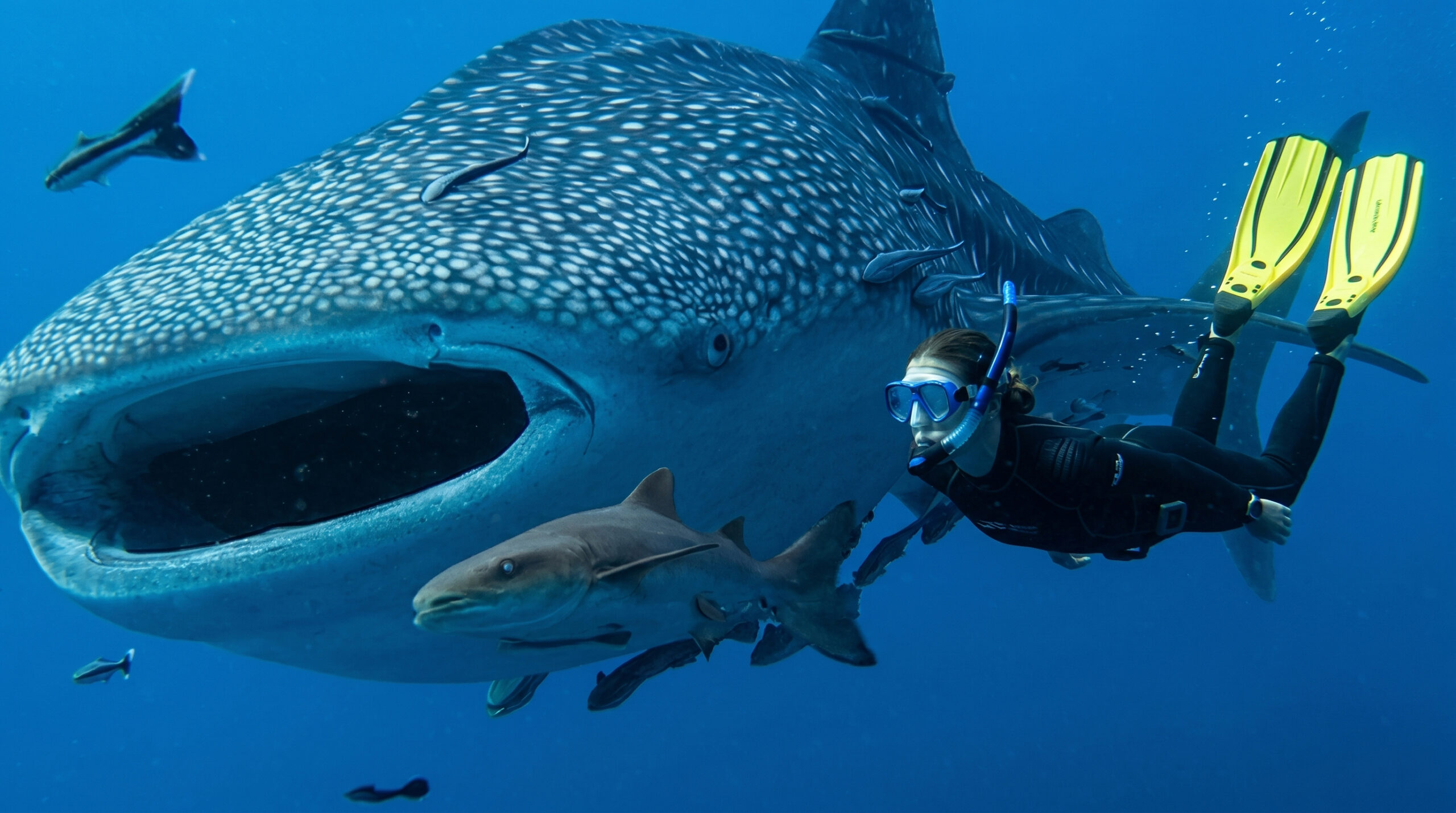 BALLENA